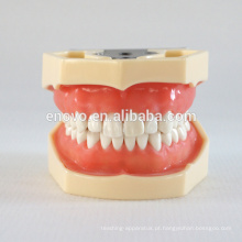 China Medical modelo anatômico Soft Gingiva 28 dentes padrão dental maxilar modelo 13016